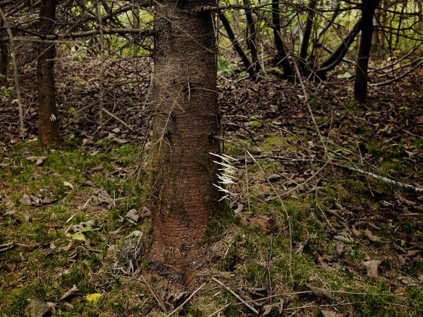 02_Normand_Rajotte_A0003255C11