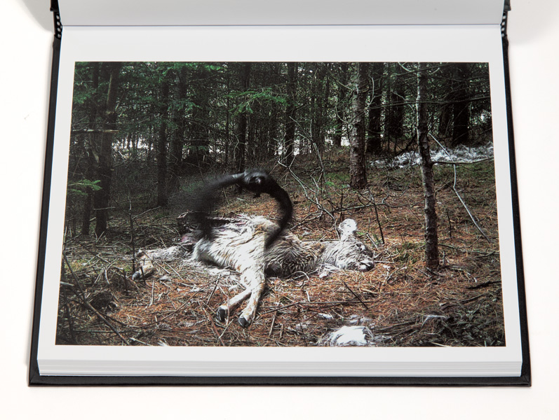 04_Carcasse_Normand_Rajotte_corbeau_en_vol